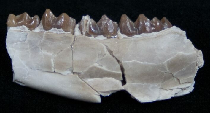 Oligocene Ruminant (Leptomeryx) Jaw Section #10572